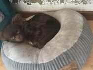 Schoko Chihuahua mit kleinem Nabel - Duisburg