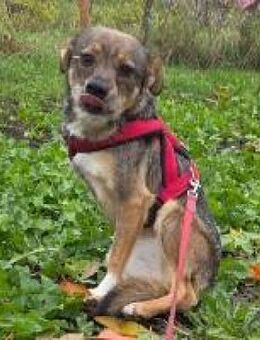 Kleine Simba sucht Familie - Hüllhorst