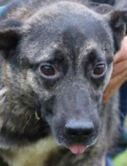 Ciri - herzensgut u. verschmust - Lohra