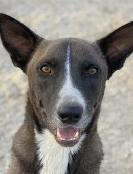 Einstein, geb. ca. 09/2020, Griechenland - Markdorf