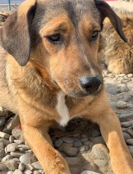 Rocky - will geliebt werden - Celle