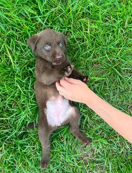 3 Wundervolle Labrador Welpen - Wolfsburg