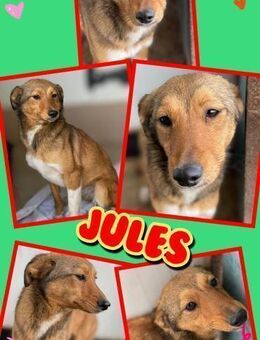 lieber Rüde Jules sucht ein Zuhause - Nürnberg