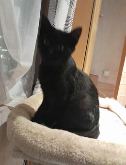 Junger, schwarze Kater, EKH - Kirchen (Sieg) Zentrum
