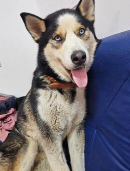 Siberian Husky-Rüde Tomi wünscht - Großefehn