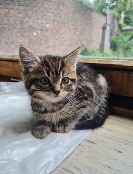 Kater - 12 Wochen - Weilerswist