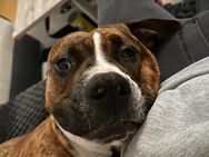 Süßer Odin (American Bully) in gute Hände zu geben - Erfurt