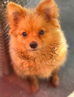 Pomeranian Zwergspitz Mädchen 7 Monate - Dingolfing