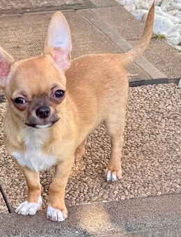 Chihuahua Welpen - Beckingen