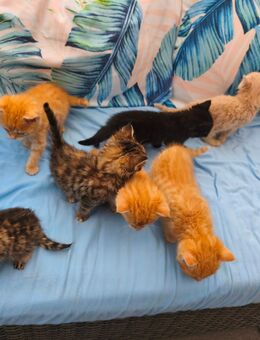 Bengal-Mix Kitten Kater - Grevenbroich