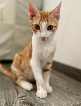 Zuko 🐾 Everyone's Darling - Kirchheim (München)