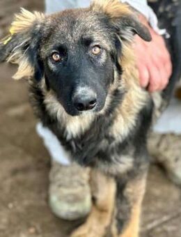 TREVIS ~ voll verschmust - Duisburg