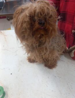 Momo-PP, kleiner Yorkie sucht Zuhause - Neustadt (Rübenberge)