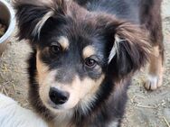 Hübscher Bub sucht Kinderstube (E) - Ludwigshafen (Rhein)