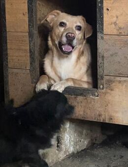 Hardy der schüchterne Labradormix Rüde - Rambin
