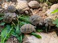 Griechische Landschildkröten NZ 2024 THB in 37127