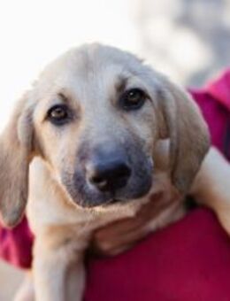 Sonnenschein ♥Lilly♥ zuckersüße Welpin - Hamburg