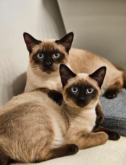 Siam Siamkatze Weibchen & Männchen - Dortmund Scharnhorst