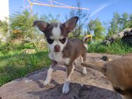 Reinrassiger Chihuahua Welpe - weiß-schoko - Nürnberg