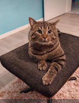 Britsch Kurzhaar Kitten BKH Mix Kitten - Herne