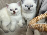 Reinrassige Britisch Kurzhaar Kitten mit Champion-Abstammung - Bochum Eppendorf