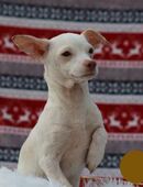 439264 - so viel Neus darf ich lernen in 51491