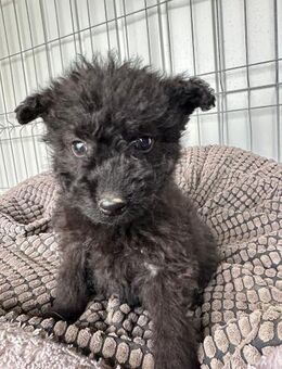 Welpen Rüde Freddy - Rambin