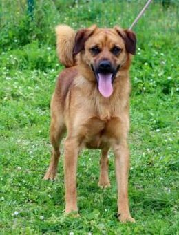 Caju, ein fröhlicher Jungspund - Brunstorf