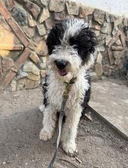 Tolle Wasserhündin Esme sucht# - Essen