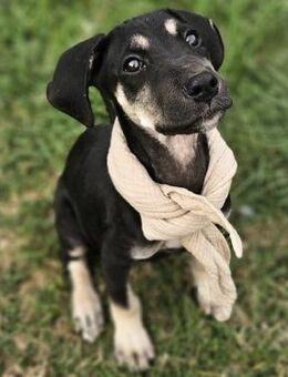 Pluto - Liebenswerter, junger Rüde - Berlin