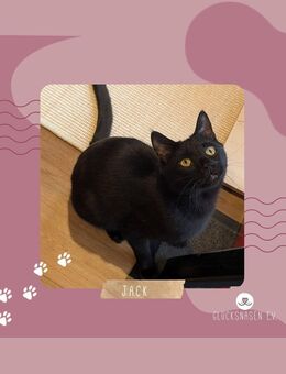 Kater Jack sucht sein neues Zuhause - München