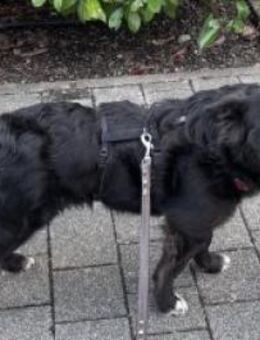 Luna 37 cm (Pflegestelle) - Alpenrod