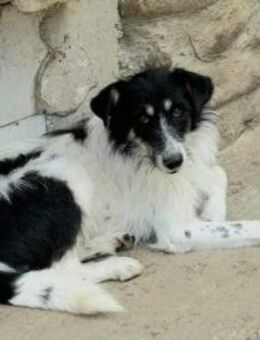 Zuckersüße 🍯 HONEY 🍯 - Sindelfingen