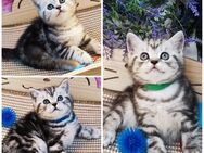 Bkh Kitten, Kätzchen mit Stammbaum - Büren