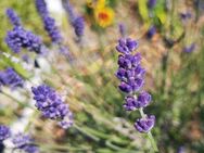 Blauer echter Lavendel Samen Lippenblütler Schmetterling blau xxl Lavendelstrauch duftender Strauch Lavendelsamen Lavendelkissen insektenfreundliches Saatgut garden Geschenk Saat SWR Vatertag Biene - Pfedelbach