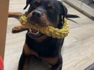 Rottweiler nur erfahrene Hände! - Borstel-Hohenraden