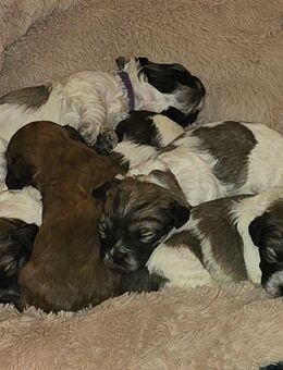 Süße Bolonkawelpen - Volkmarsen