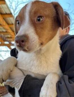 Nimue Pflegestelle oder Zuhause gesuch - Oberwies