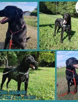 Shakir großer Labrador Mischling Rüde - Margetshöchheim