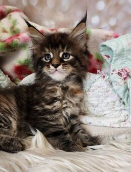 =^..^=Wundervolle Maine Coon kitten mit Stammbaum aus seriöser Zucht =^..^= - Bad Berleburg