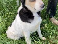 Schönes Zuhause für Heidi gesucht - Overath