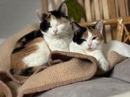2 Wundervolle Glücks Katzen abzugeben - Menden (Sauerland)
