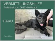 HAKU - sehr aktiv und total verschmust - Overath