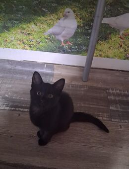 Kätzchen / Babykatze - Meßstetten