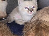 Heilige Birma Kitten (Kater) zu vergeben - Berlin Steglitz-Zehlendorf