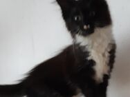 Maine Coons mit Papieren Abgabe mit 14 Wochen - Kassel Mitte/Innenstadt