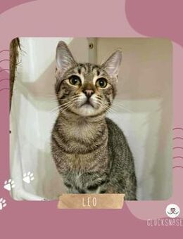 Katerchen Leo wartet auf sein Körbchen - Lalendorf