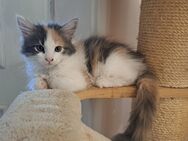 Wunderschöne Maine Coon Kitten - Elmshorn