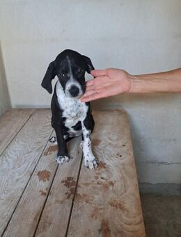 Kylian - eine Seelenhund - Grevenbroich