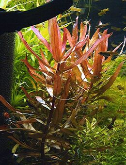 Kleine Cognacpflanze, Aquariumpflanze, Versand/ Abholung - Mechernich